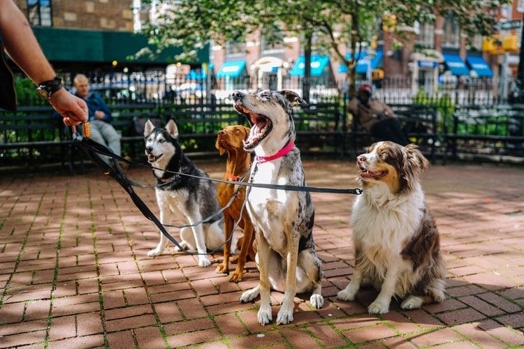 290 смешных картинок с собаками. Фотки с надписями и без #211