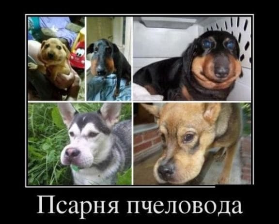 290 смешных картинок с собаками. Фотки с надписями и без #37