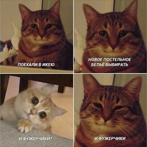 80 мемов про котиков #78