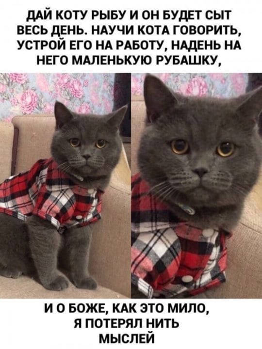 80 мемов про котиков #77