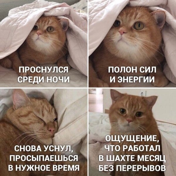 80 мемов про котиков #76