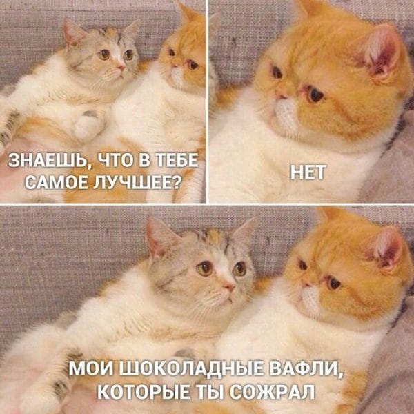 80 мемов про котиков #75