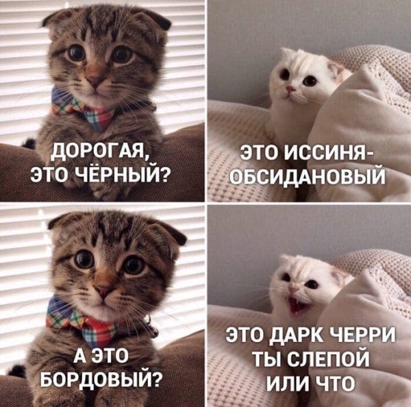 80 мемов про котиков #74