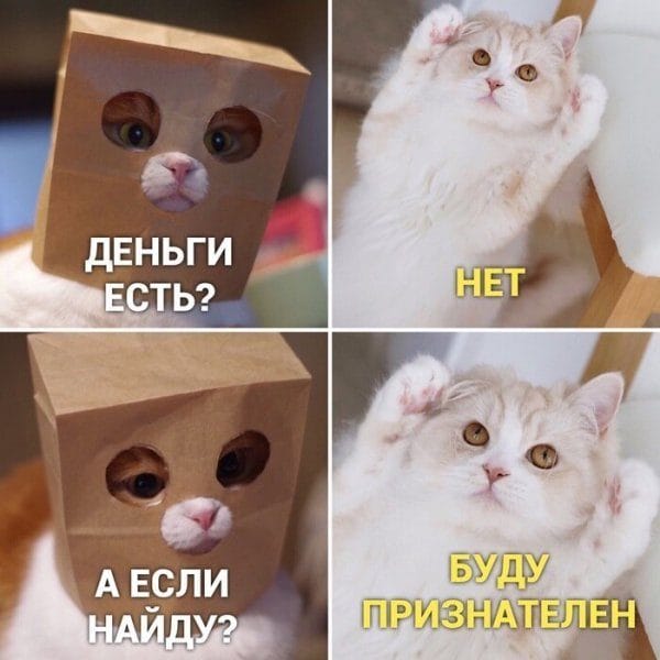 80 мемов про котиков #70