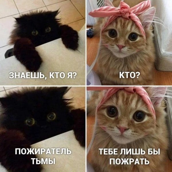80 мемов про котиков #69