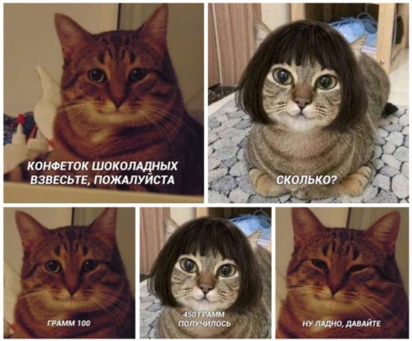 80 мемов про котиков #67