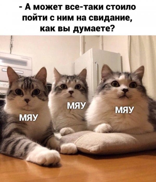 80 мемов про котиков #66