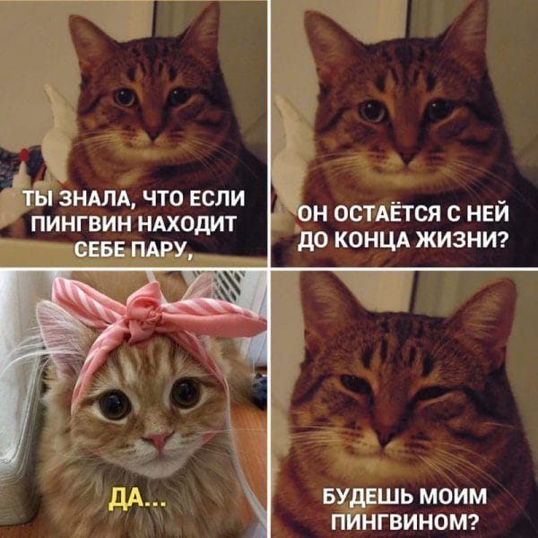 80 мемов про котиков #64