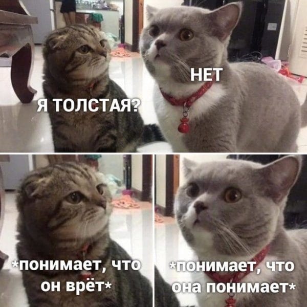 80 мемов про котиков #63