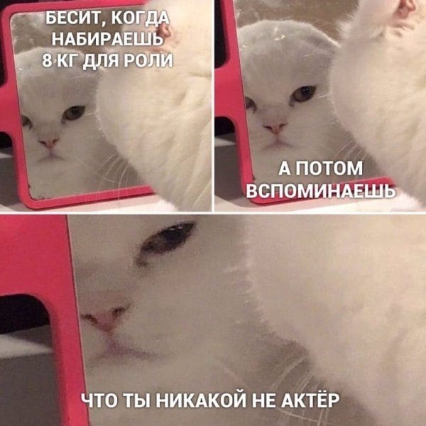 80 мемов про котиков #61