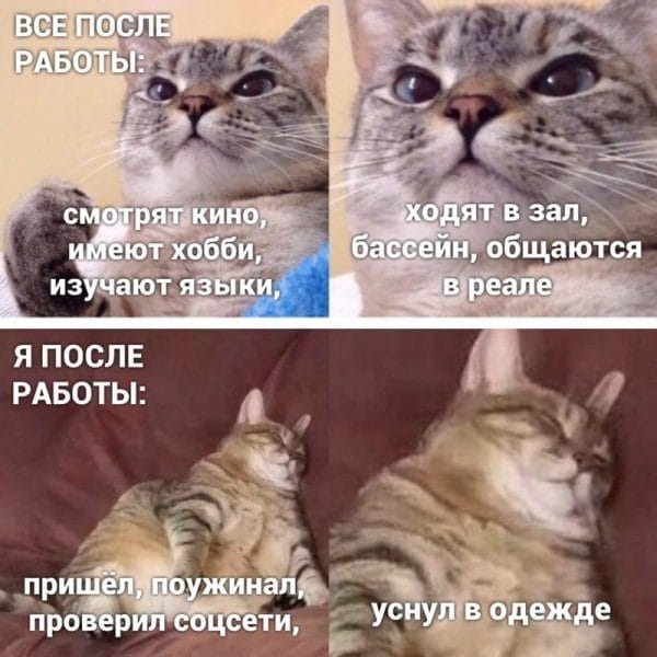 80 мемов про котиков #60