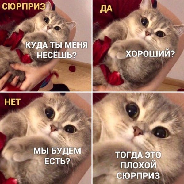 80 мемов про котиков #59