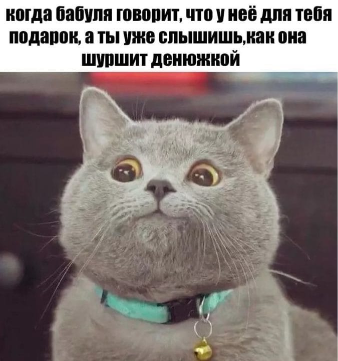 80 мемов про котиков #57