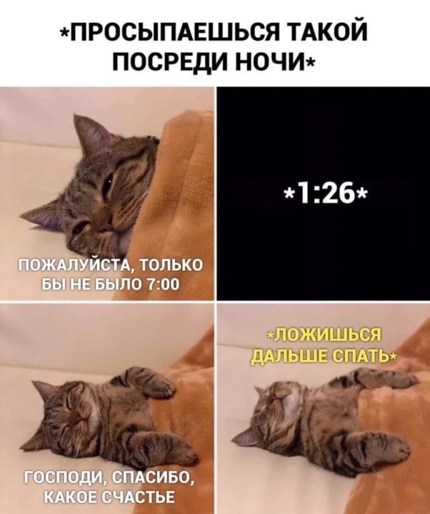 80 мемов про котиков #55