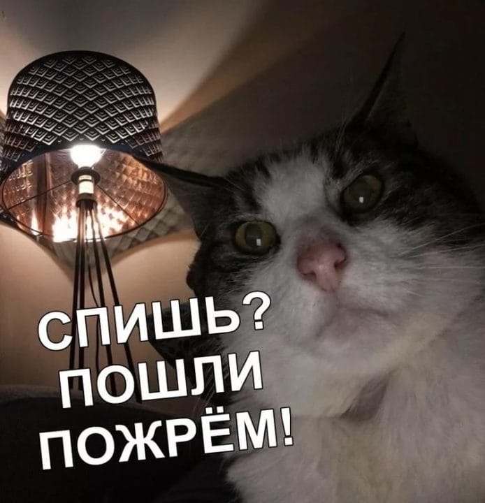 80 мемов про котиков #54
