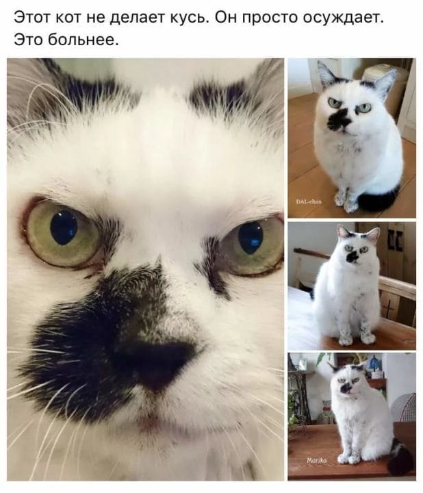 80 мемов про котиков #53