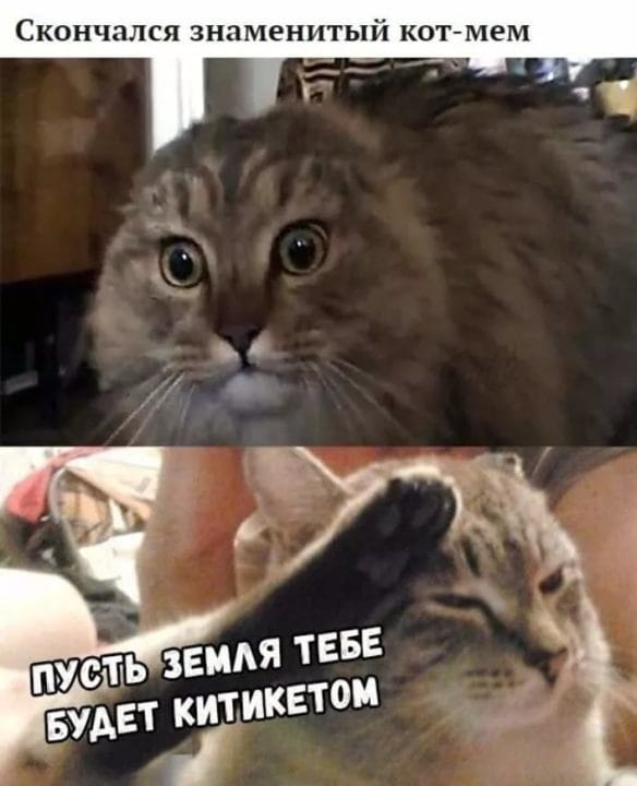 80 мемов про котиков #51