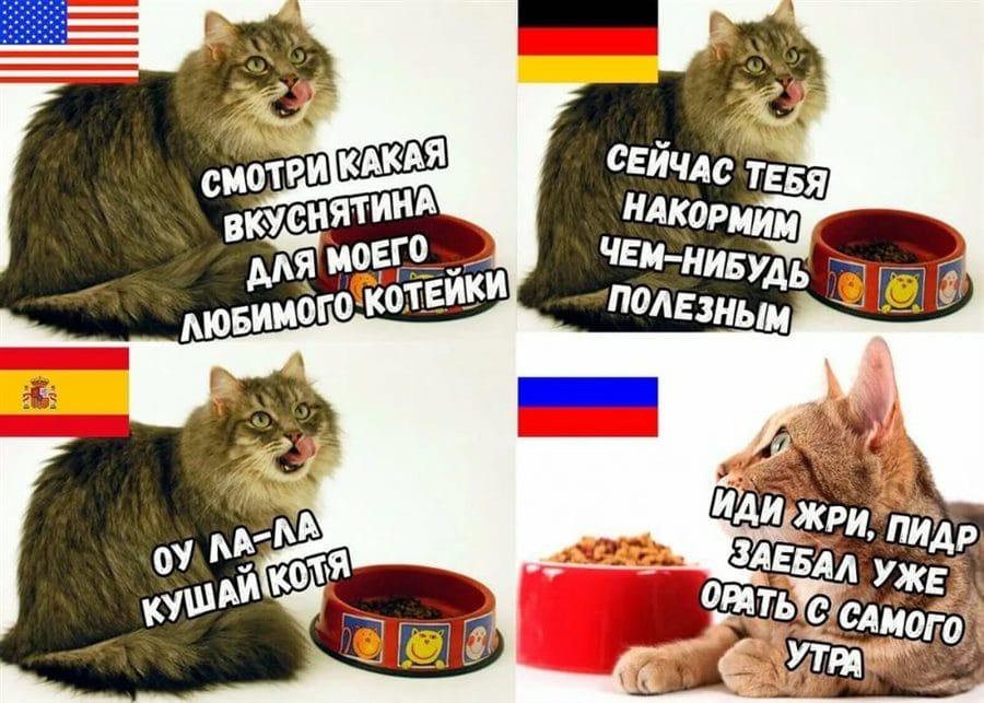 80 мемов про котиков #47