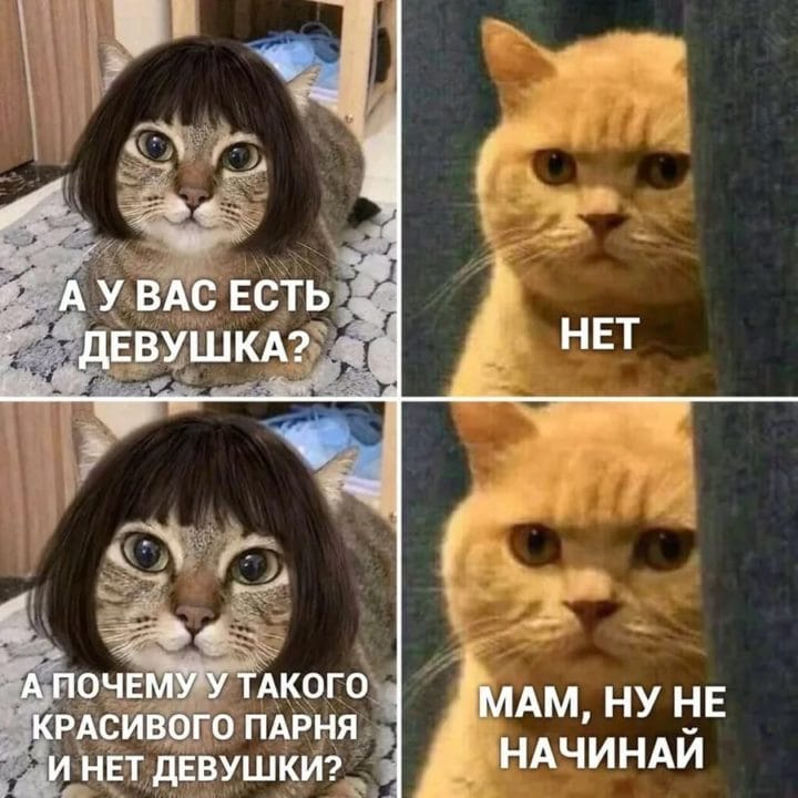 80 мемов про котиков #45