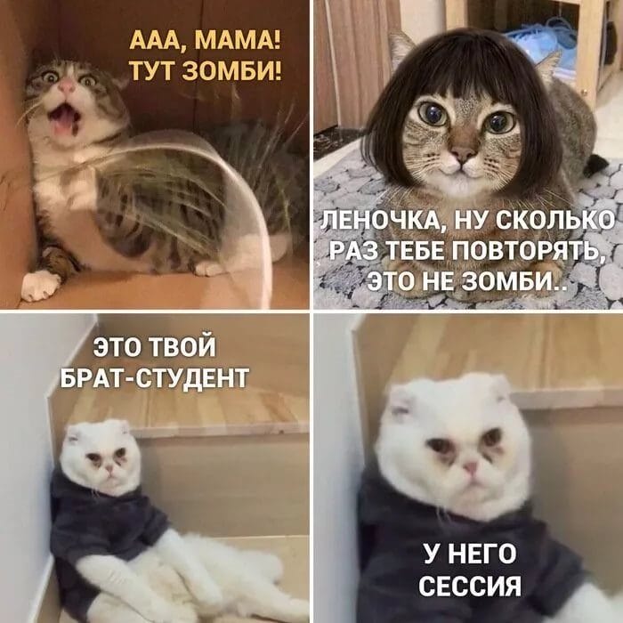 80 мемов про котиков #44