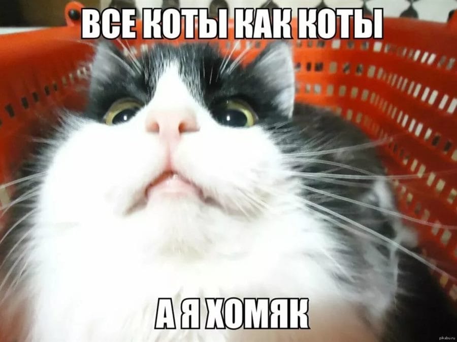 80 мемов про котиков #42