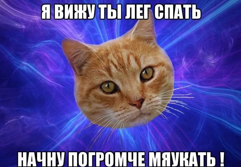 80 мемов про котиков #41
