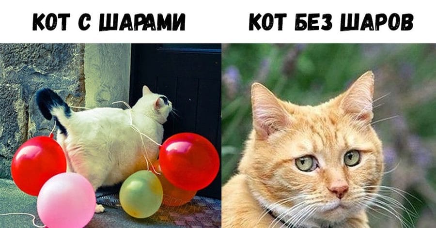 80 мемов про котиков #2