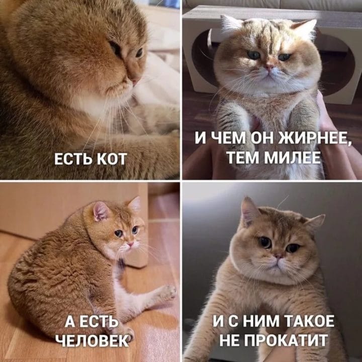 80 мемов про котиков #40