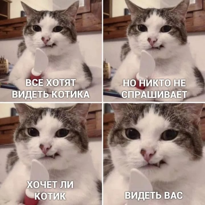 80 мемов про котиков #39