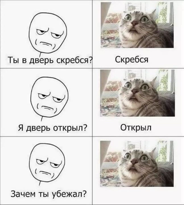 80 мемов про котиков #38