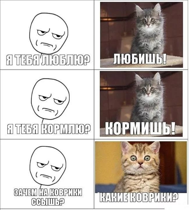 80 мемов про котиков #37