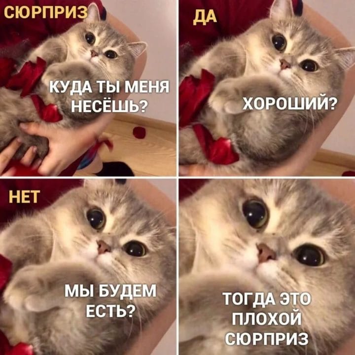 80 мемов про котиков #36