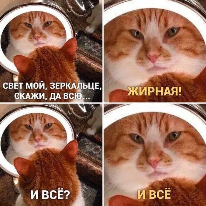 80 мемов про котиков #35