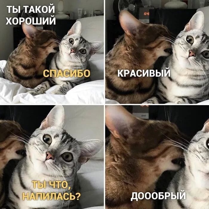 80 мемов про котиков #34