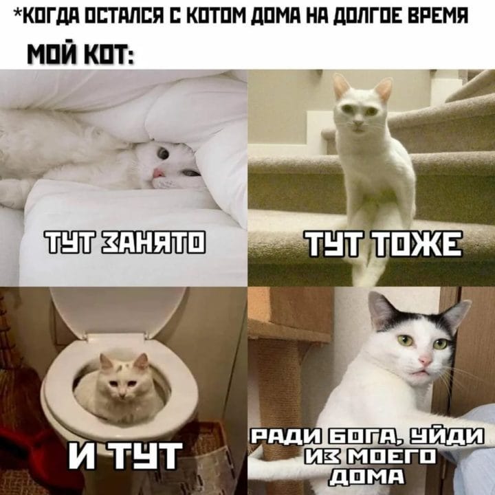 80 мемов про котиков #33