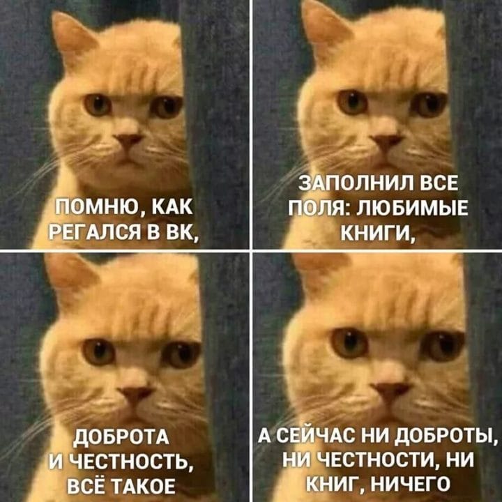 80 мемов про котиков #32