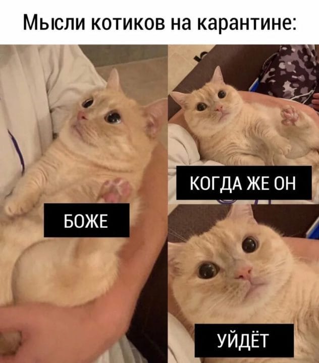 80 мемов про котиков #31