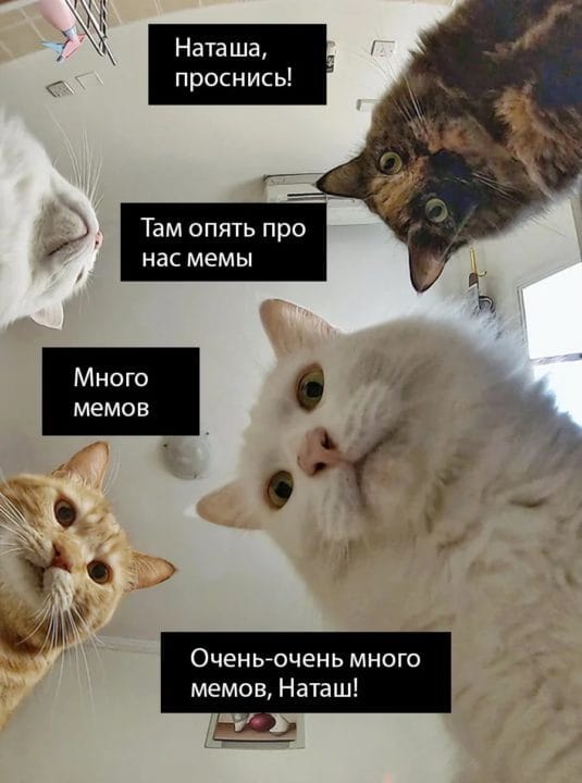 80 мемов про котиков #29