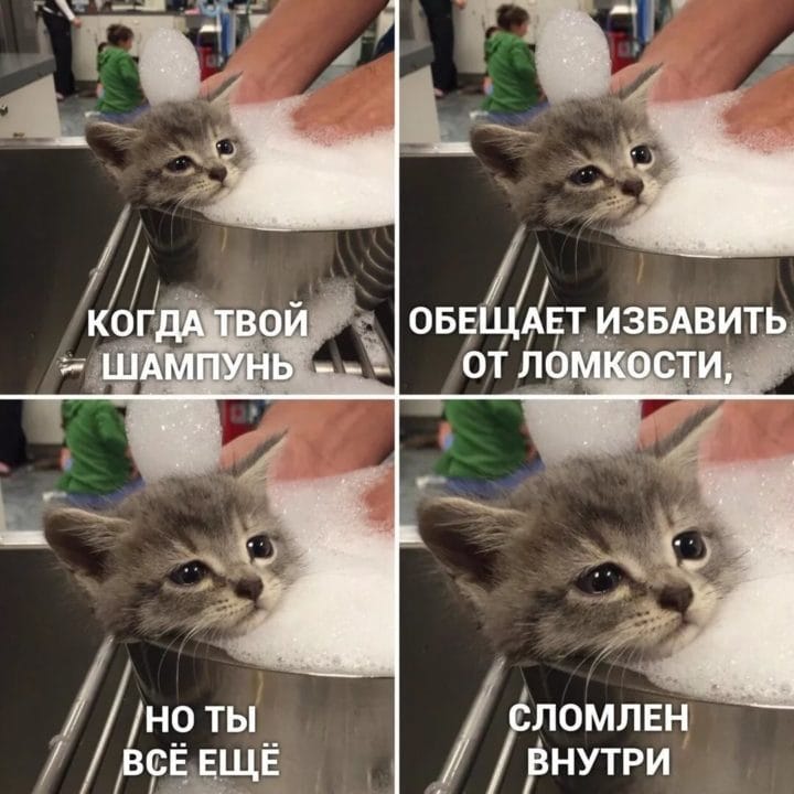 80 мемов про котиков #28