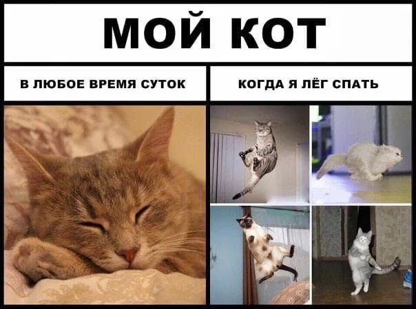 80 мемов про котиков #27