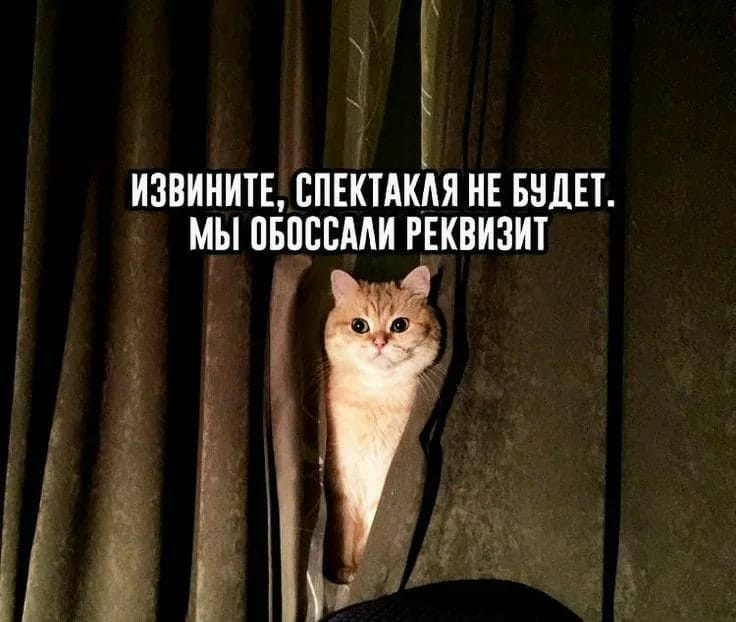 80 мемов про котиков #26