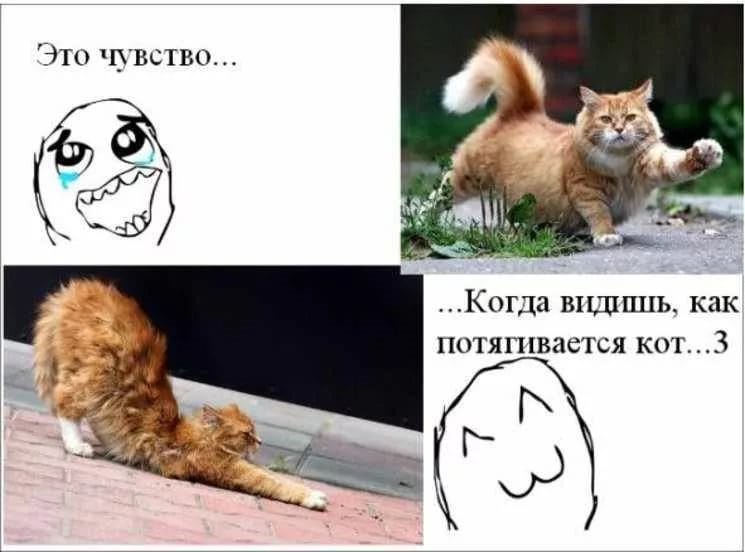 80 мемов про котиков #25