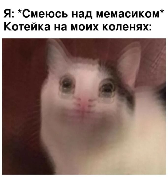 80 мемов про котиков #23
