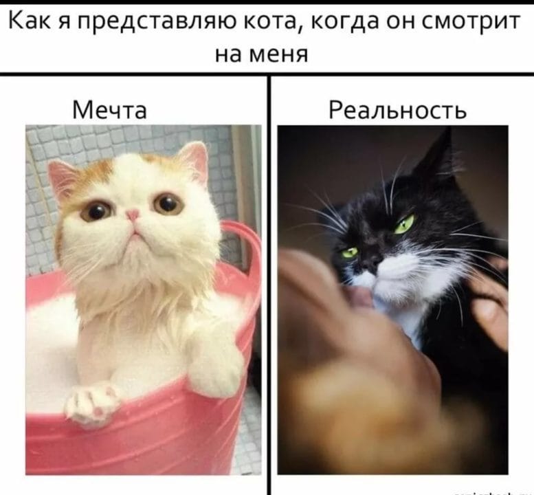80 мемов про котиков #22