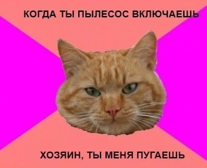 80 мемов про котиков #21