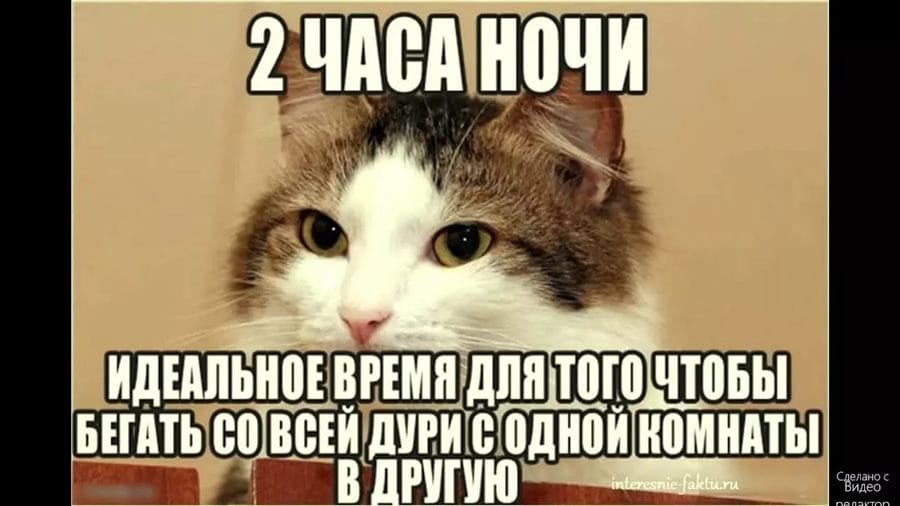 80 мемов про котиков #20
