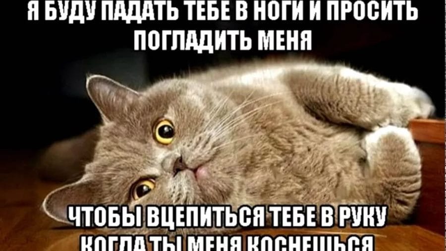 80 мемов про котиков #17