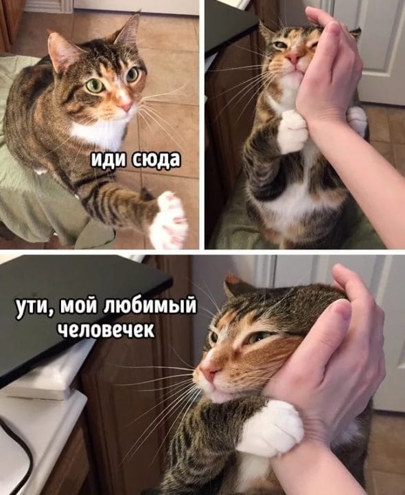 80 мемов про котиков #16