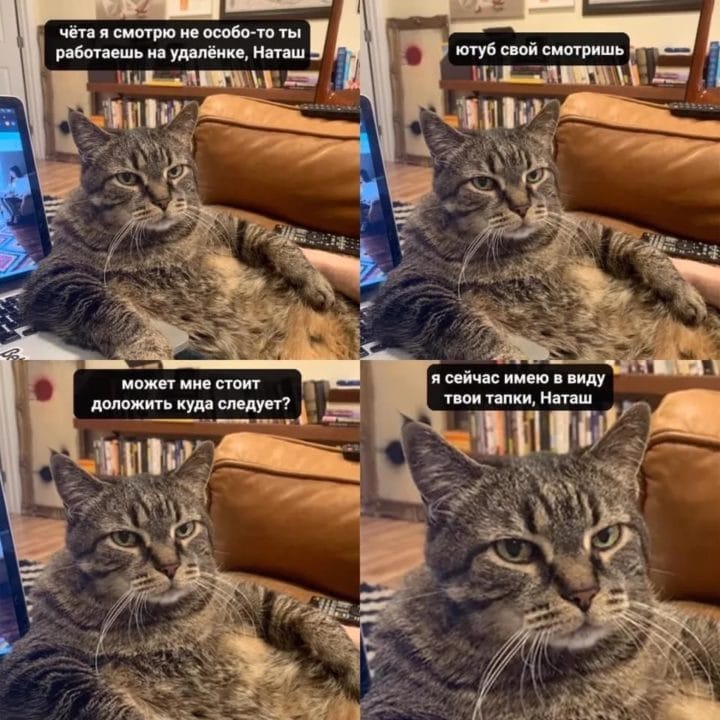 80 мемов про котиков #13