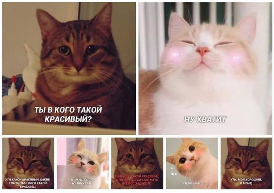 80 мемов про котиков #12